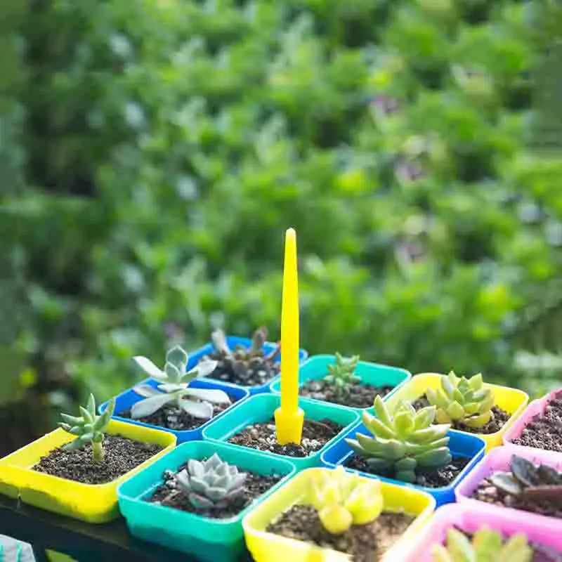 1/10Pcs Sowing Succulents Tran - Succulent Set review and price