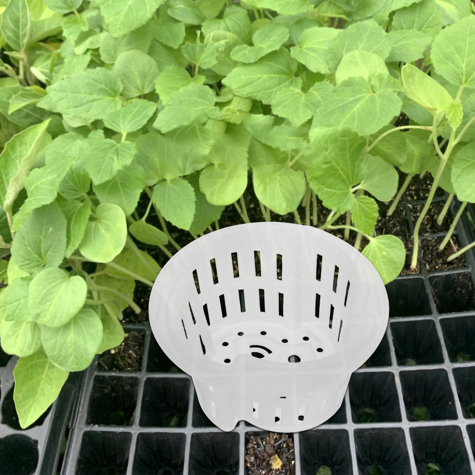 4Pcs Hydroponic Vegetable Cult - Indoor Plants review and price
