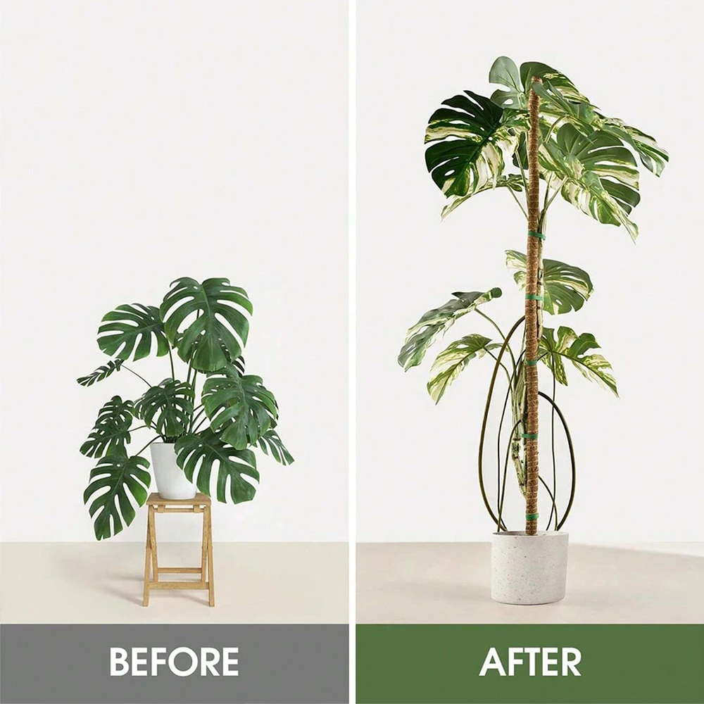 Monstera Plant Moss Pole Suppo - Plant Support Stake review and price