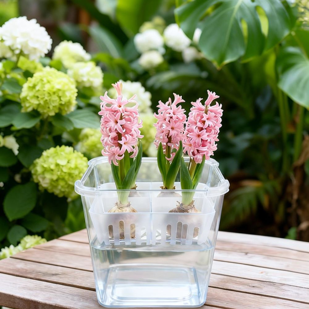 Hydroponic Vase For Tulip Lily - Indoor Plants review and price