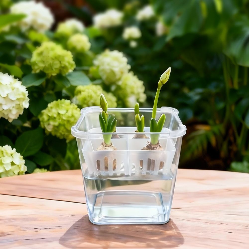 Hydroponic Vase For Tulip Lily - Indoor Plants review and price