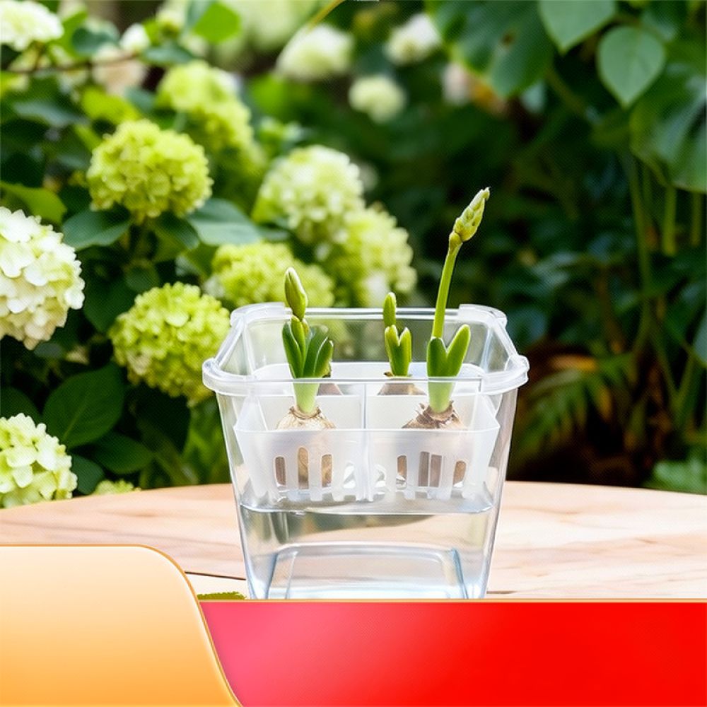 Hydroponic Vase For Tulip Lily - Indoor Plants review and price