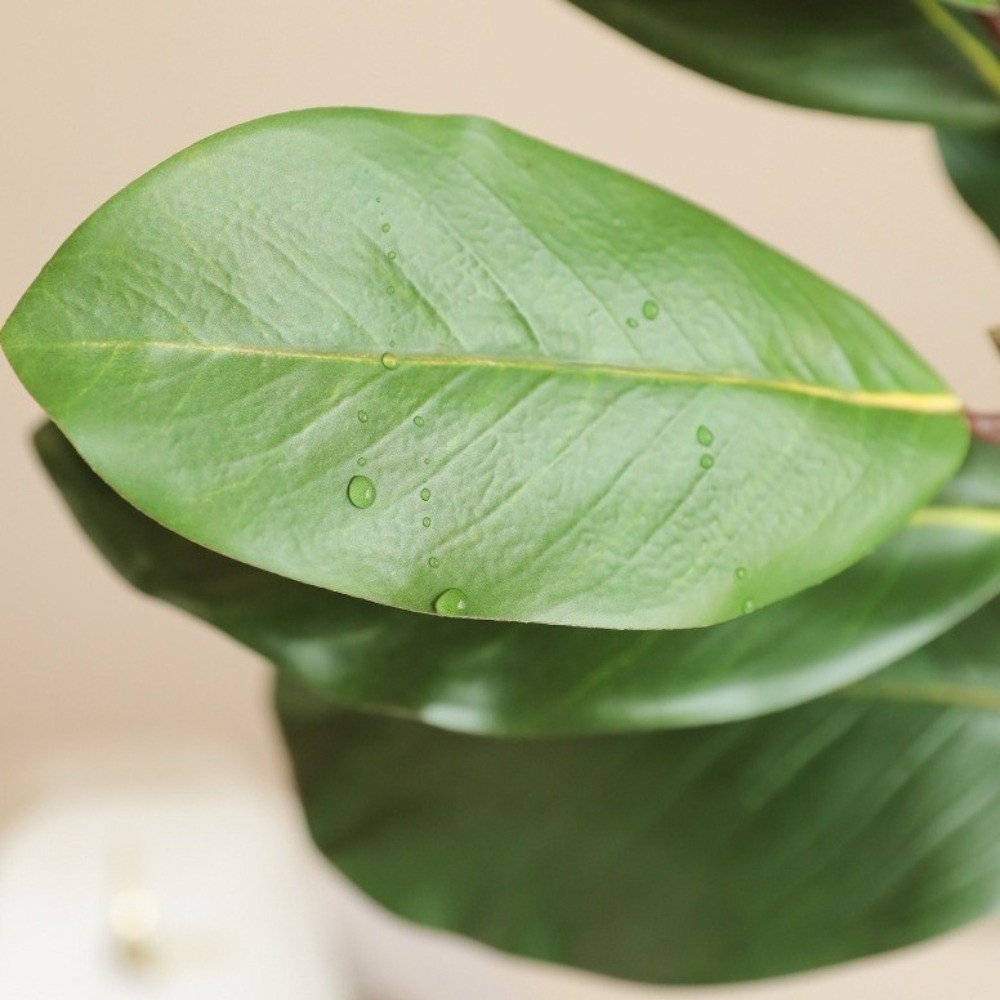 57cm Artificial Magnolia Leave - Snake Plant review and price
