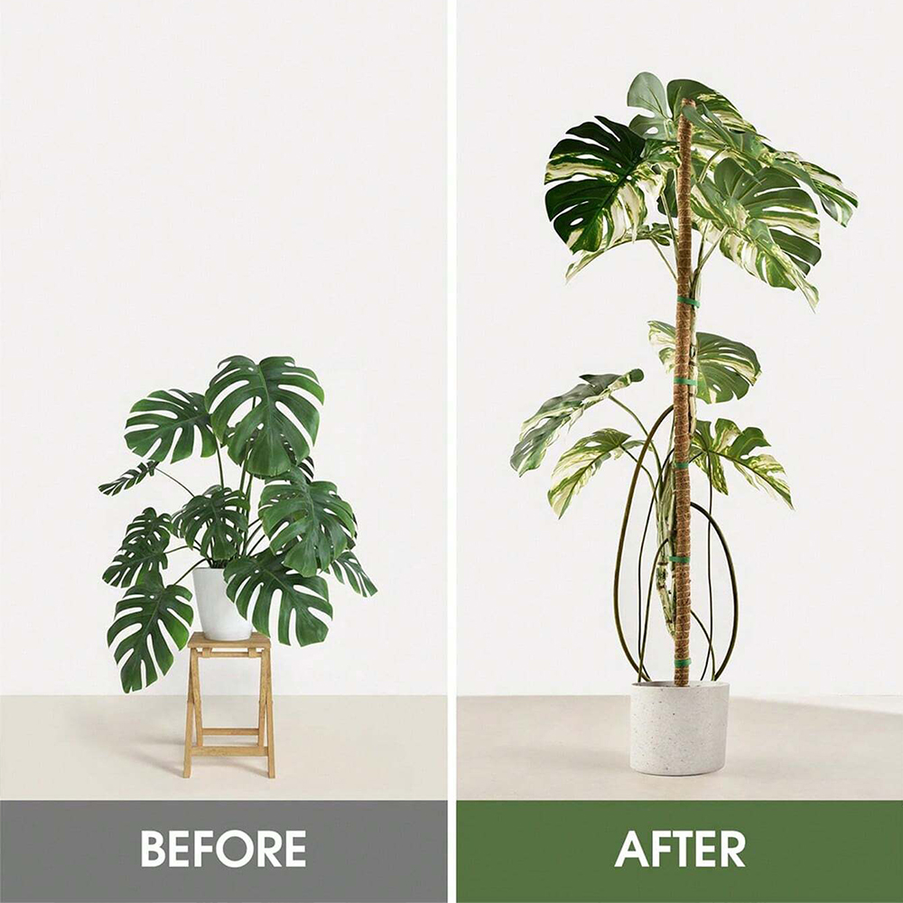 Moss Pole for Plants Monstera  - Plant Support Stake review and price