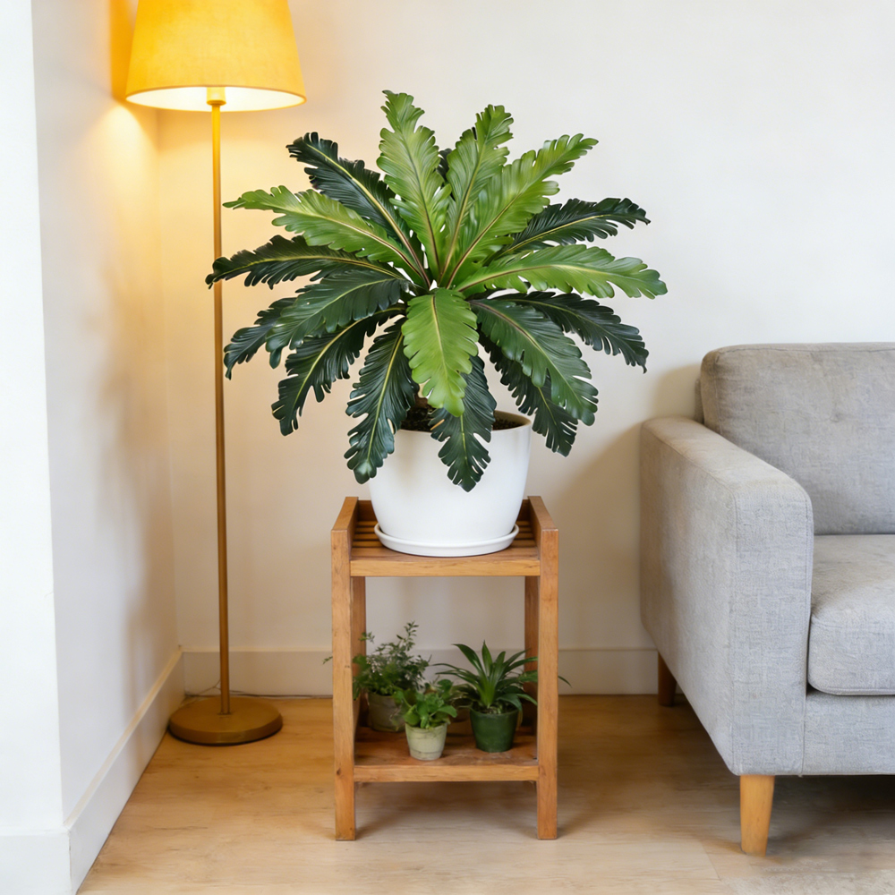 45-50cm Tropical Fake Persian  - Snake Plant review and price