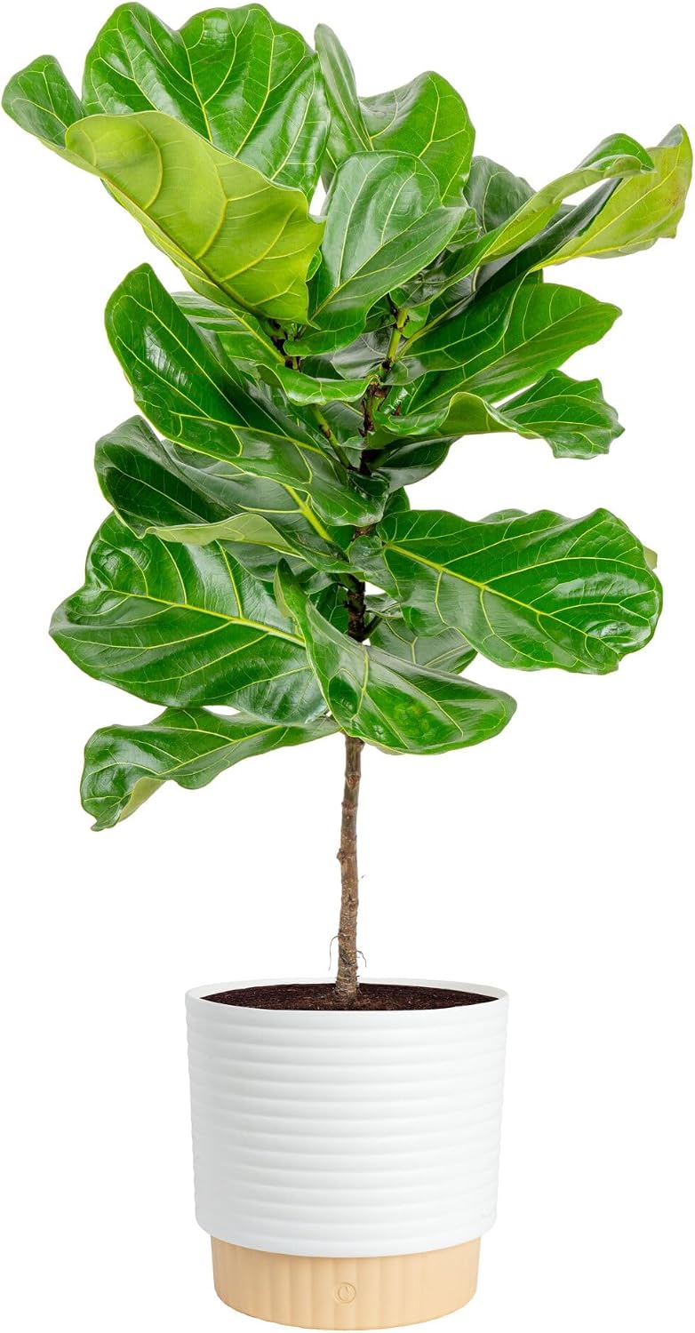 Fiddle Leaf Fig Tree, Live Hou - Fiddle Leaf Fig review and price