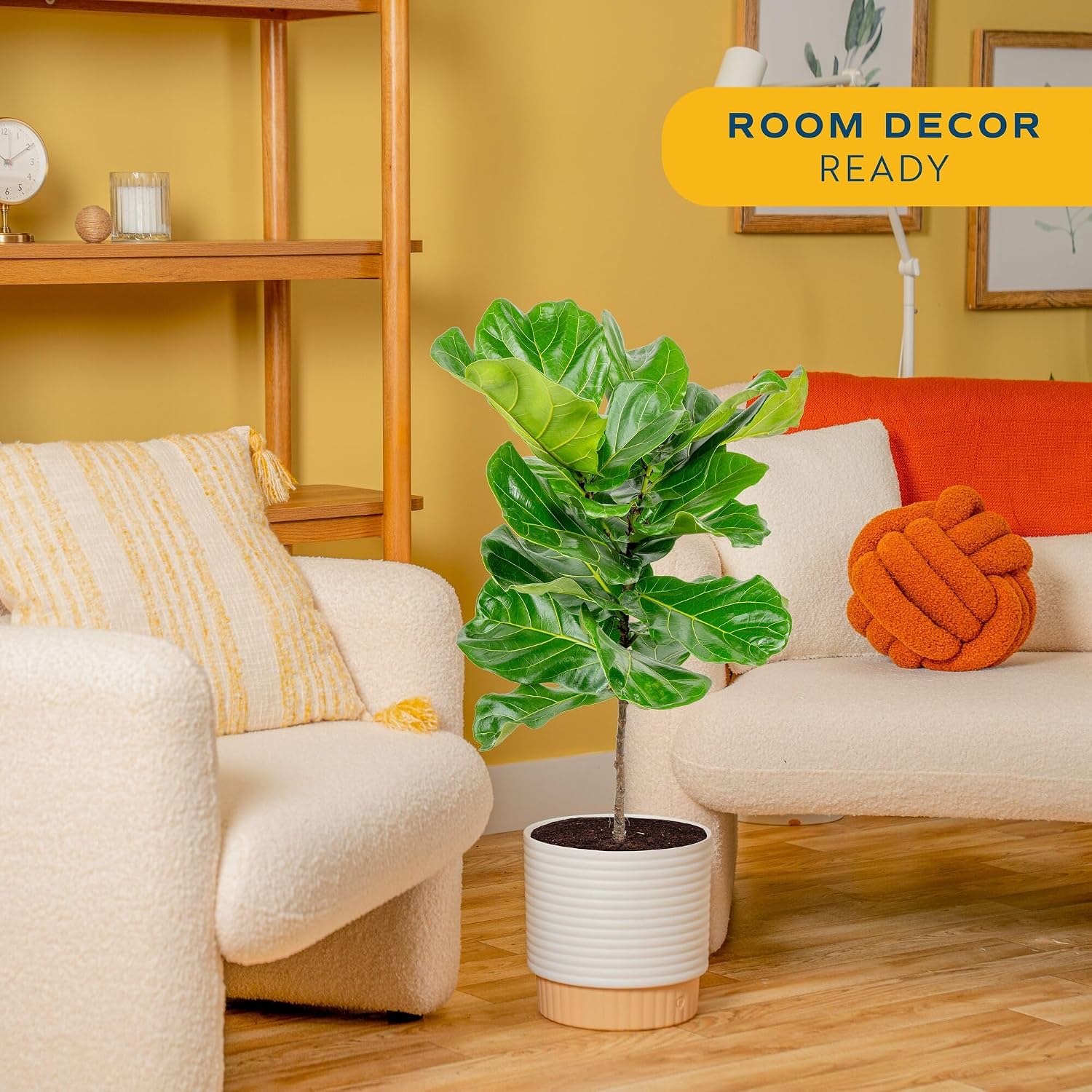 Fiddle Leaf Fig Tree, Live Hou - Fiddle Leaf Fig review and price