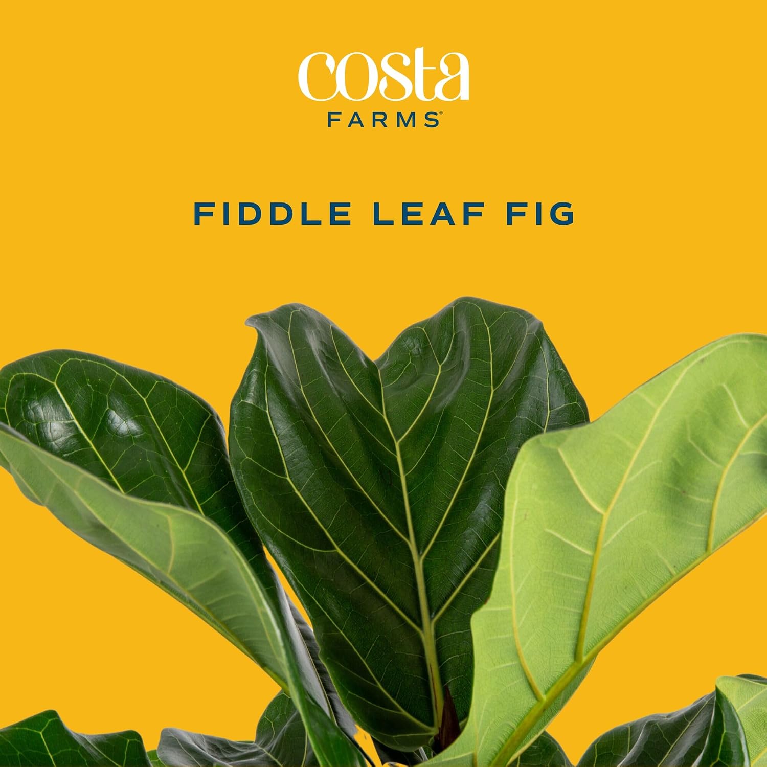 Fiddle Leaf Fig Tree, Live Hou - Fiddle Leaf Fig review and price