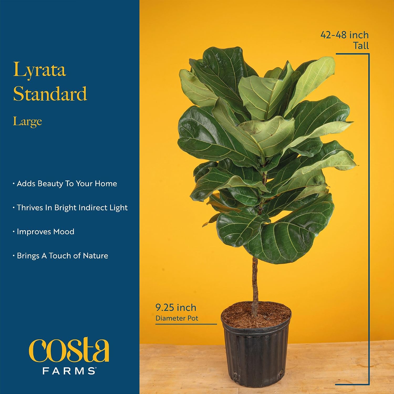 Fiddle Leaf Fig Tree, Live Hou - Fiddle Leaf Fig review and price