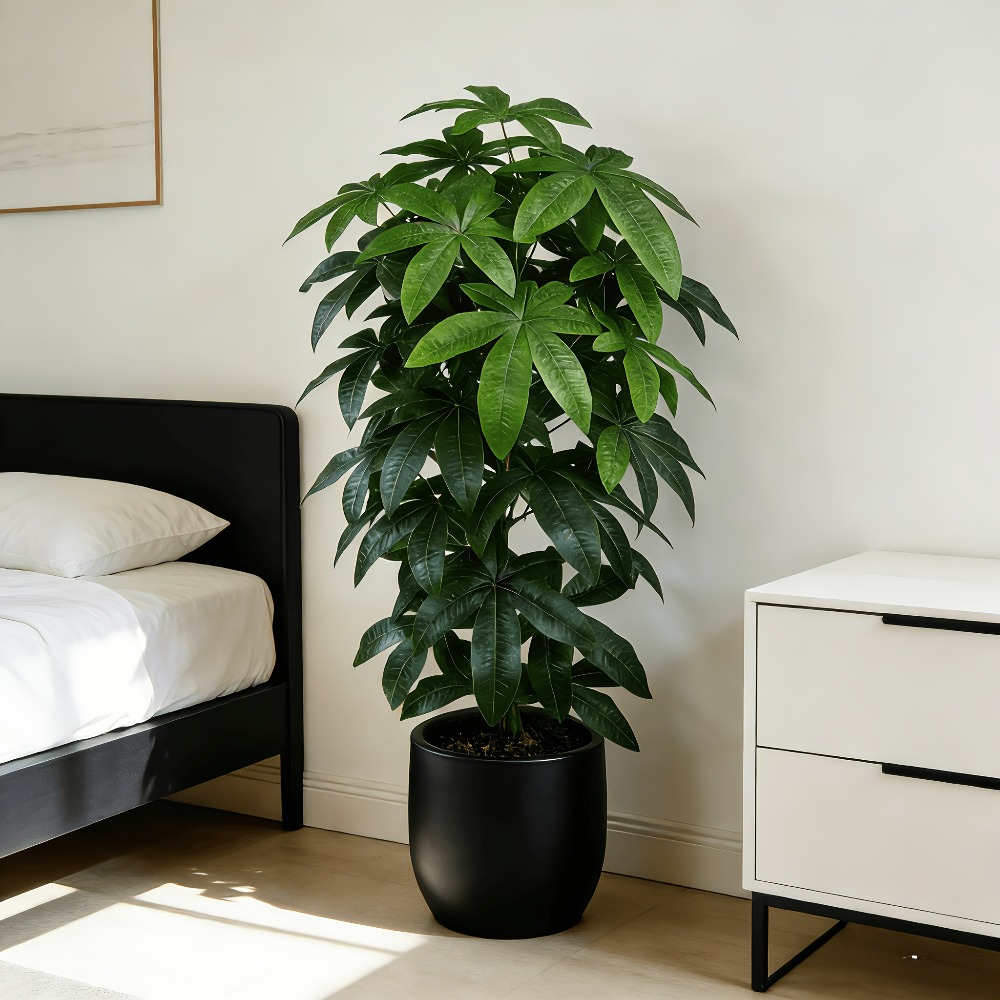 An Artificial Money Tree Pachi - Fiddle Leaf Fig review and price